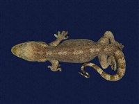 藏品(鉛山壁虎)的圖片